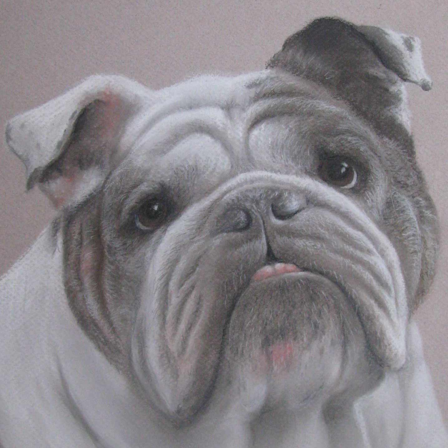 pet portraits
