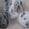 Loki, Skyler, & Bodi